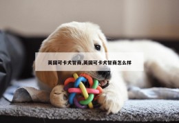 英国可卡犬智商,英国可卡犬智商怎么样